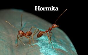 Hormita