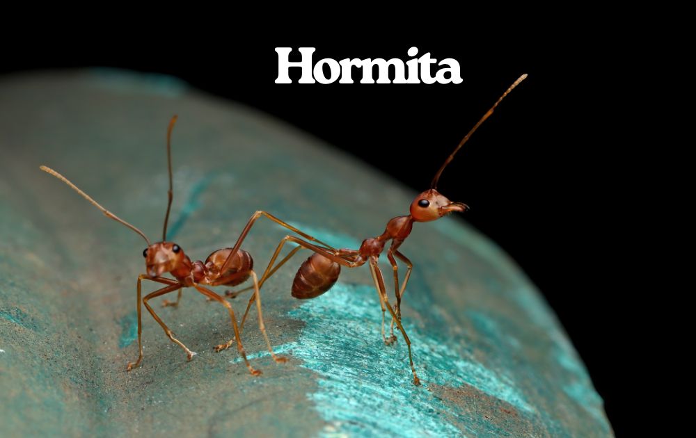 Understanding Hormita: A Deep Dive into Meaning, Usage, and Cultural Relevance