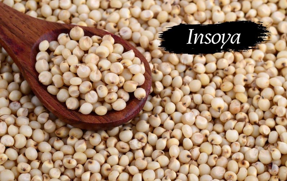 Insoya – A Gentle Exploration of Nourishment, Culture, and Modern Wellness
