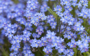 Cute Small Flowers