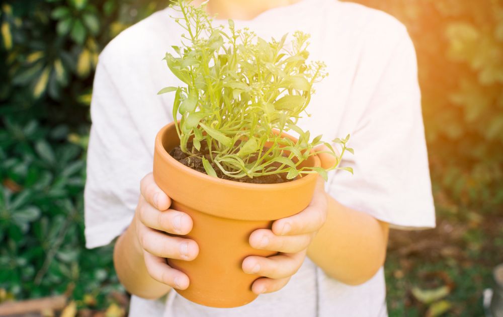 ракитовица